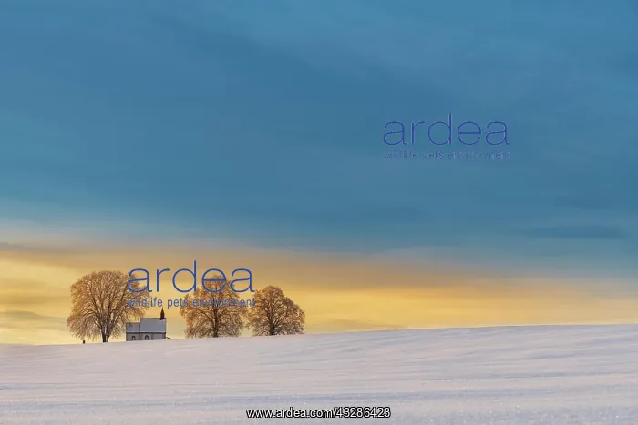 : Chapel 14 emergency helpers with old trees in snow-covered : Chapel 14 emergency helpers with old trees in snow-covered