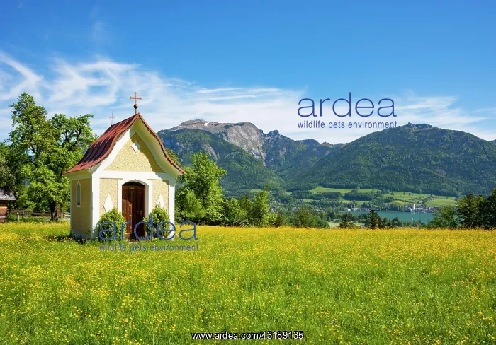 : Chapel in Abersee with Wolfgangsee Sankt Wolfgang : Chapel in Abersee with Wolfgangsee Sankt Wolfgang