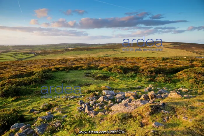: Chapel Carn Brea - at sunset : Chapel Carn Brea - at sunset