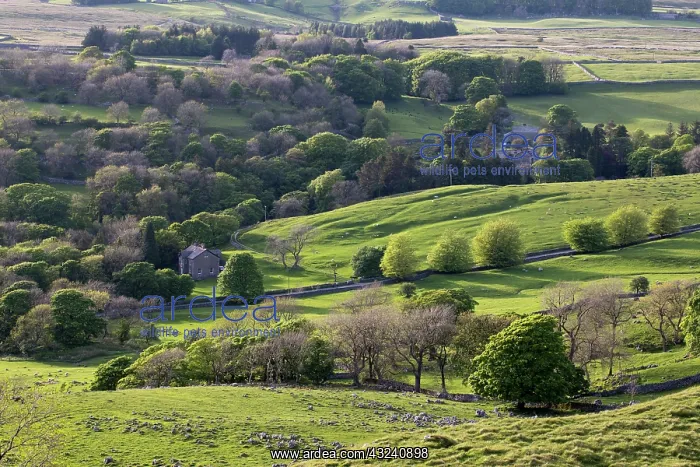 : Chapel Le Dale - From Southern Scales - Yorkshire Dales - UK : Chapel Le Dale - From Southern Scales - Yorkshire Dales - UK