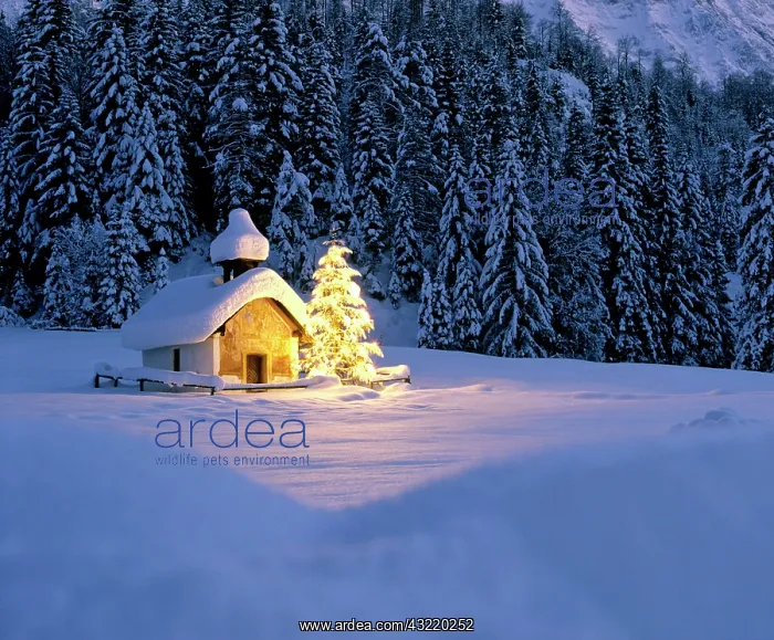 : Chapel near Elmau, dusk, snow-covered winter landscape : Chapel near Elmau, dusk, snow-covered winter landscape