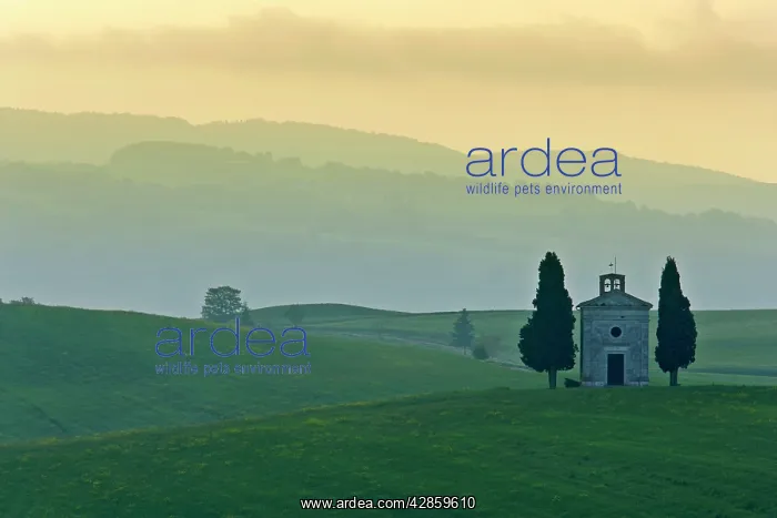 : Chapel - small chapel and cypress trees on a hill : Chapel - small chapel and cypress trees on a hill