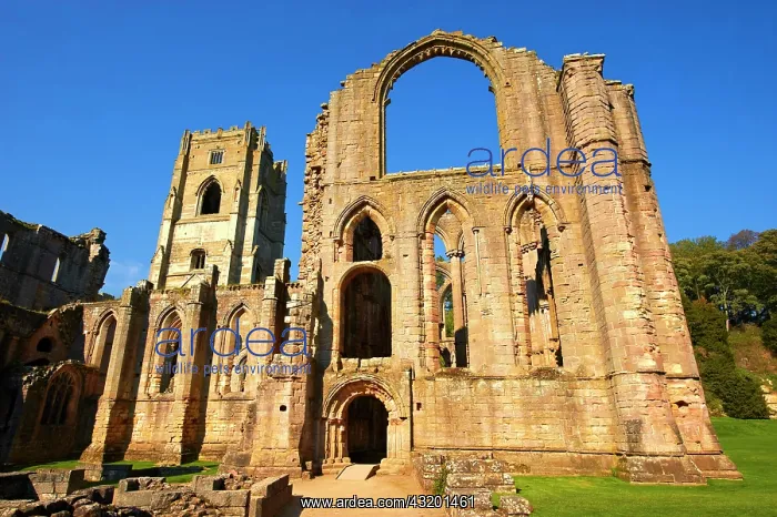 : Side chapel wall and bell tower of Fountains Abbey : Side chapel wall and bell tower of Fountains Abbey