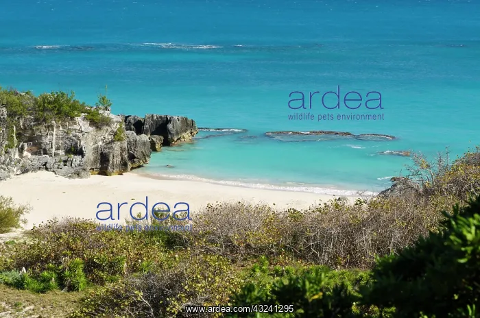 : Chaplin Bay beach, Bermuda : Chaplin Bay beach, Bermuda