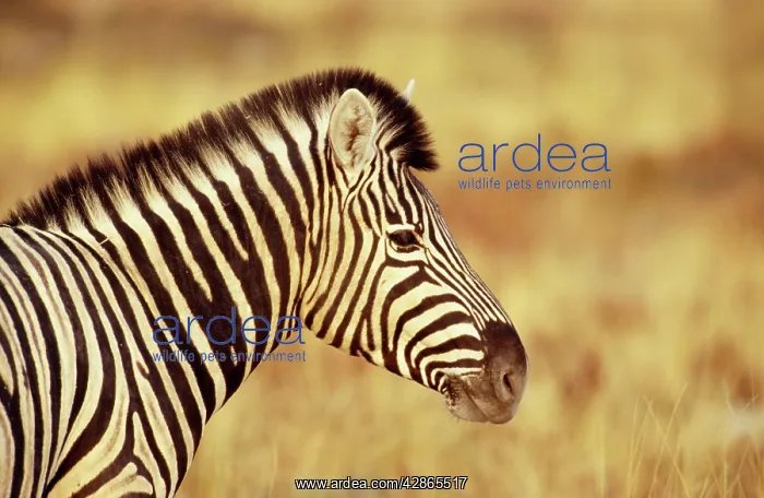 : ChapmanIs Zebra : ChapmanIs Zebra