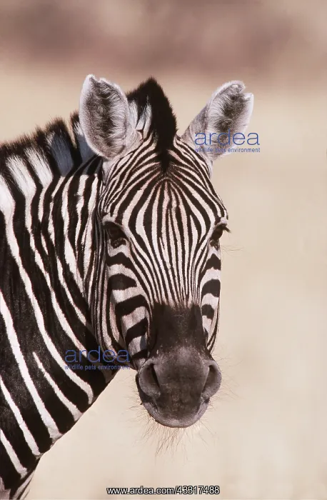 : CHAPMAN'S ZEBRA - close-up of head : CHAPMAN'S ZEBRA - close-up of head