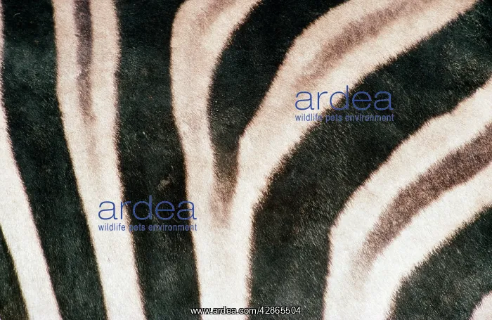 : CHAPMAN'S ZEBRA - close-up of skin : CHAPMAN'S ZEBRA - close-up of skin