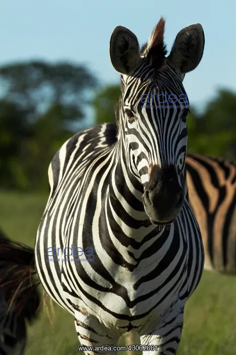 : Chapman's zebra (Equus quagga chapmani) : Chapman's zebra (Equus quagga chapmani)