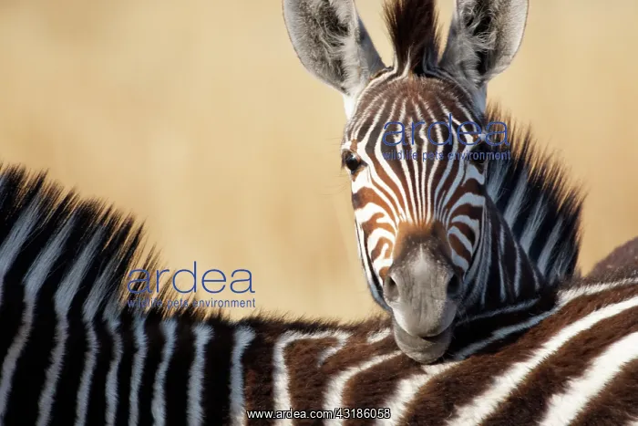 : Chapman's zebra (Equus quagga chapmani), Botswana : Chapman's zebra (Equus quagga chapmani), Botswana