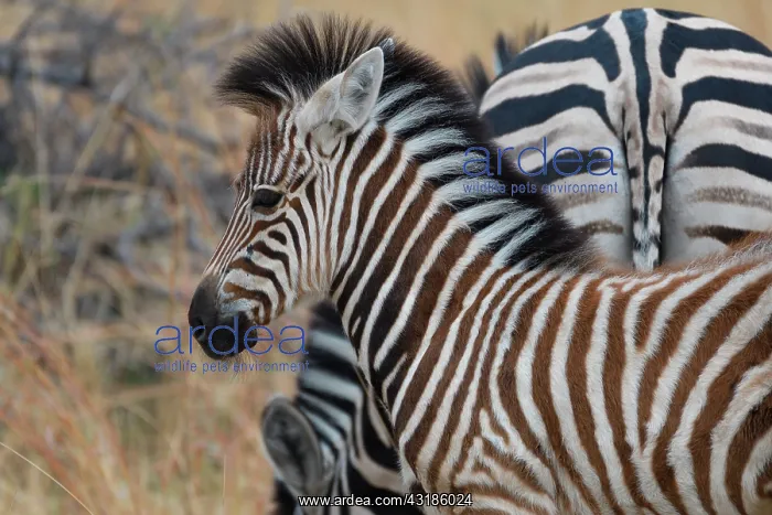 : Chapman's zebra (Equus quagga chapmani) with young