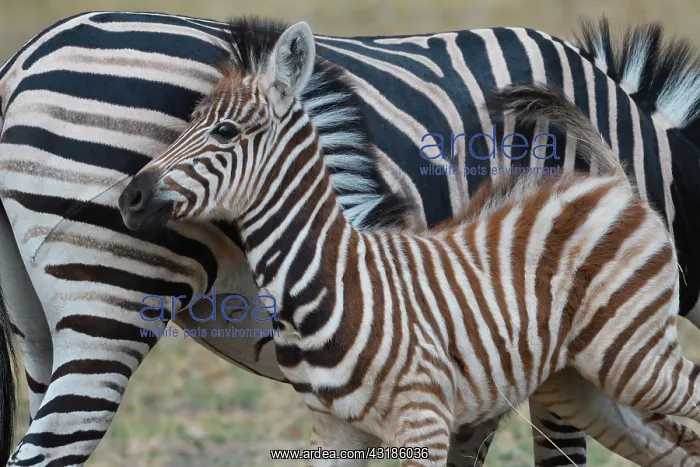  : Chapman's zebra (Equus quagga chapmani) with young