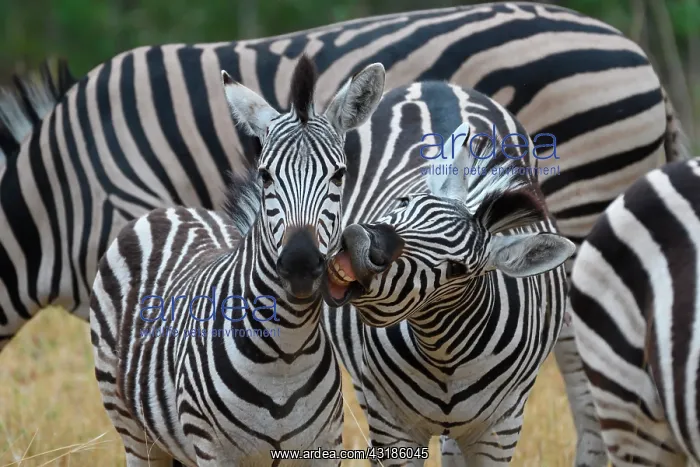 : Chapman's zebra (Equus quagga chapmani) with young : Chapman's zebra (Equus quagga chapmani) with young