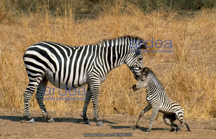 : Chapman's Zebra - female & young which just rises : Chapman's Zebra - female & young which just rises
