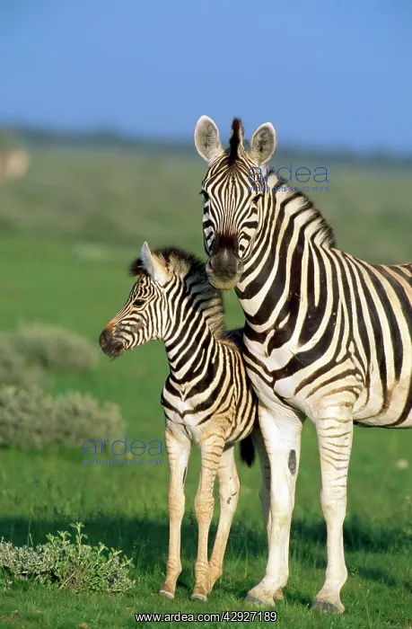 : Chapman's Zebra - female & young during the rainy season : Chapman's Zebra - female & young during the rainy season