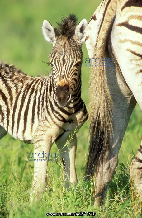 : Chapman's Zebra - Foal next to its mother during : Chapman's Zebra - Foal next to its mother during
