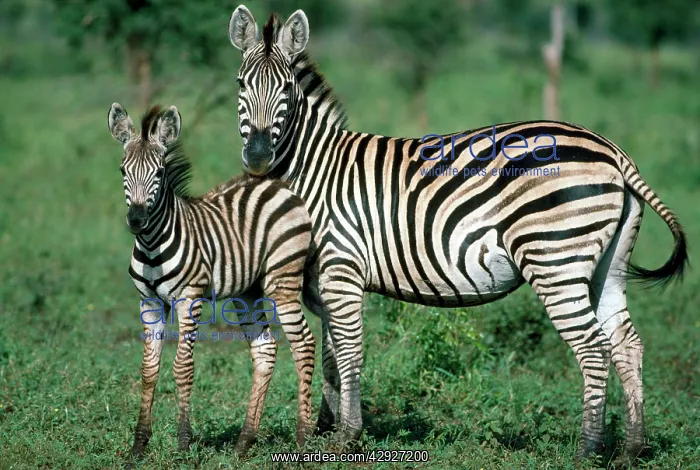: Chapman's Zebra - mare with foal : Chapman's Zebra - mare with foal
