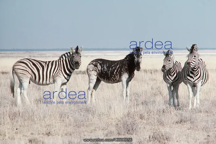 : Chapman's Zebra - with melanistic mare : Chapman's Zebra - with melanistic mare
