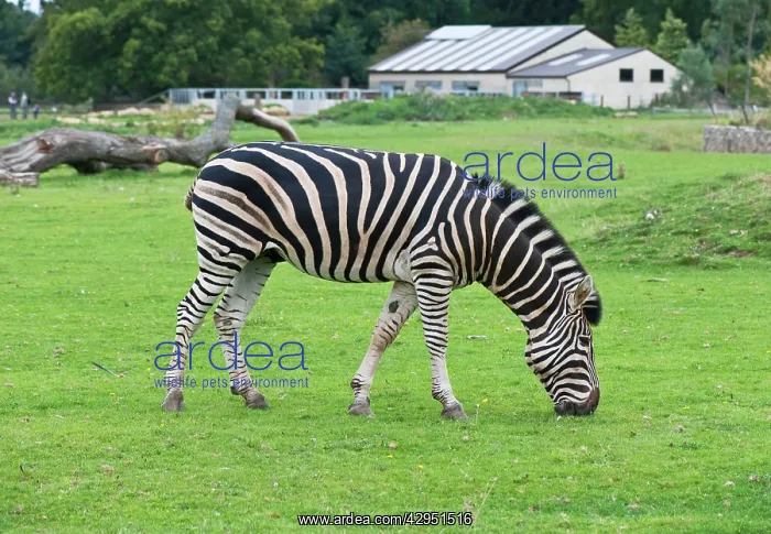 : Chapman's Zebra - native of Mozambique, Botswana : Chapman's Zebra - native of Mozambique, Botswana