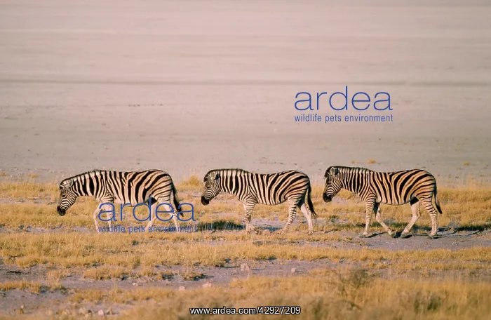 : Chapman's Zebra - roaming at the edge of the dry Etosha pan : Chapman's Zebra - roaming at the edge of the dry Etosha pan