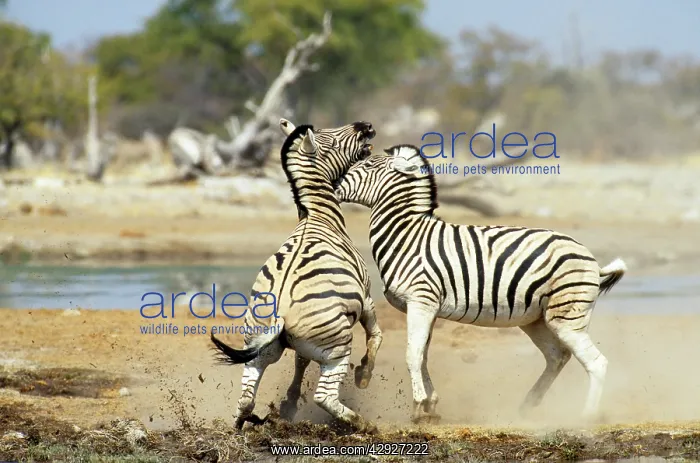 : Chapman's Zebra - stallions fighting : Chapman's Zebra - stallions fighting