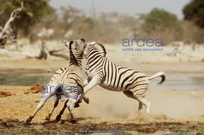 : CHAPMAN'S ZEBRA - x two fighting stallions : CHAPMAN'S ZEBRA - x two fighting stallions