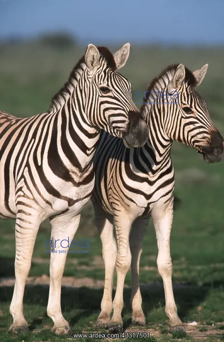 : CHAPMAN'S ZEBRA - x two, during the rainy season : CHAPMAN'S ZEBRA - x two, during the rainy season