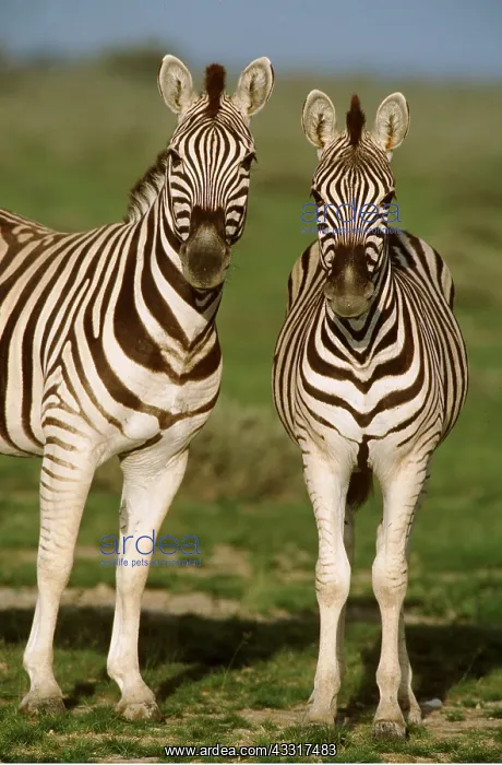 : CHAPMAN'S ZEBRA - x two, standing : CHAPMAN'S ZEBRA - x two, standing
