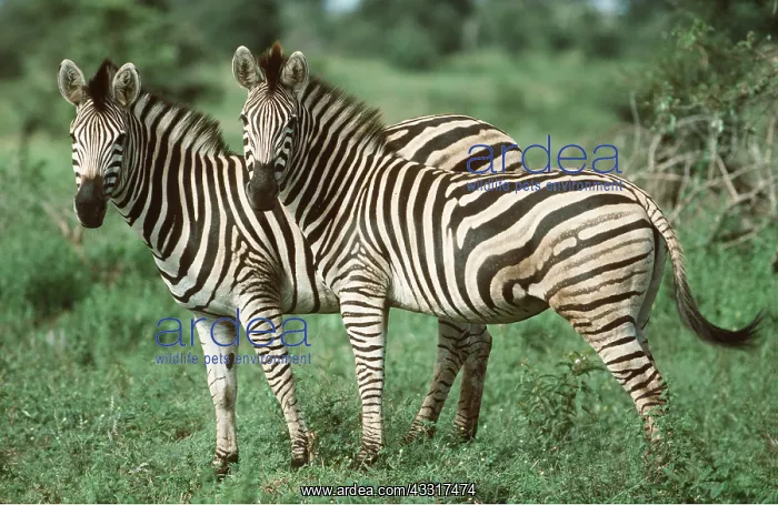 : CHAPMAN'S ZEBRA - x two, standing, during rainy : CHAPMAN'S ZEBRA - x two, standing, during rainy