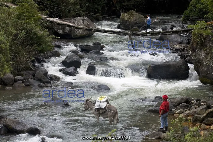: Character crossing Irubi river with his Ass Ecuador : Character crossing Irubi river with his Ass Ecuador