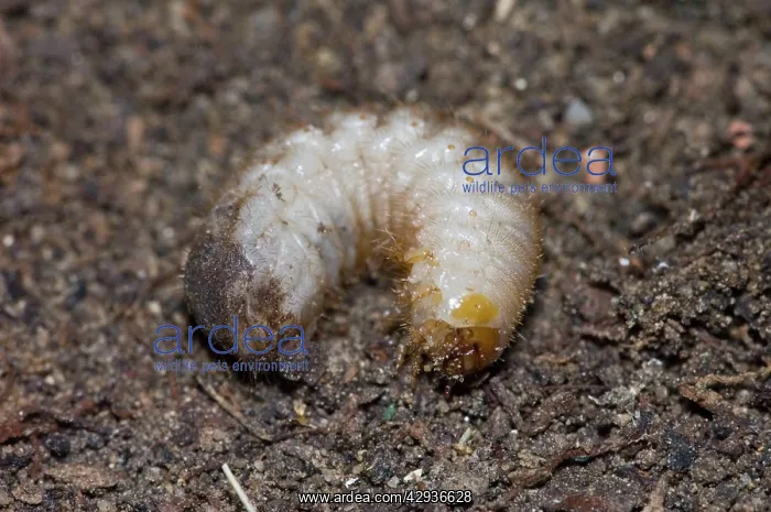 : Characteristic C-shaped white grub larva of flower chafer; : Characteristic C-shaped white grub larva of flower chafer;