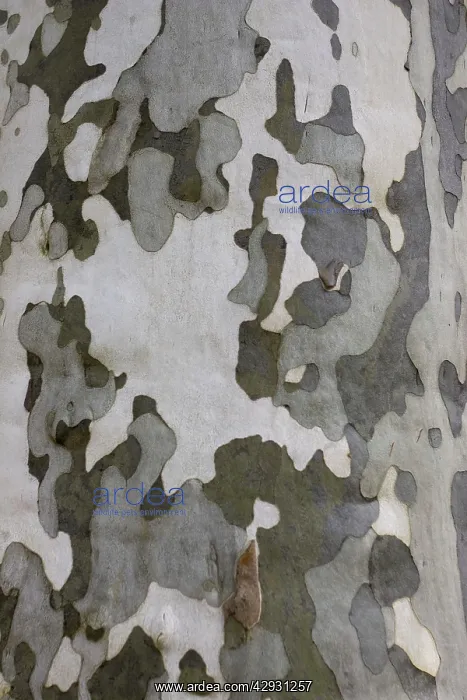 : Characteristic multicoloured flaky bark of the Plane tree : Characteristic multicoloured flaky bark of the Plane tree