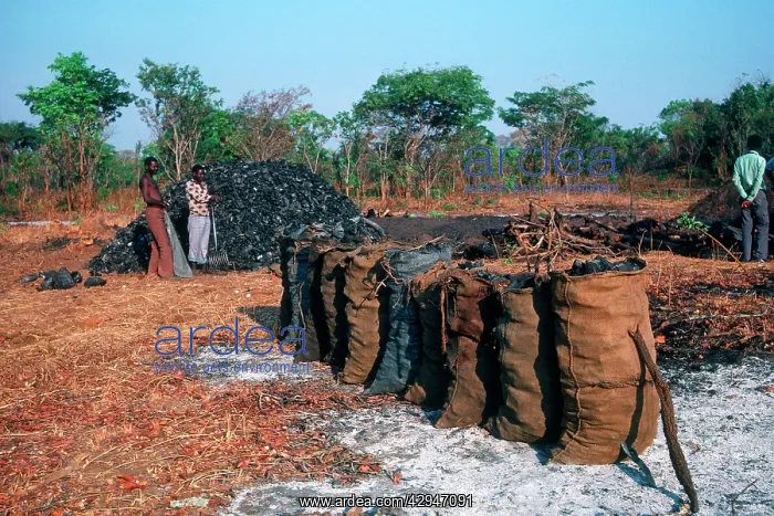 : Charcoal production and sacks for collection forest reserve : Charcoal production and sacks for collection forest reserve