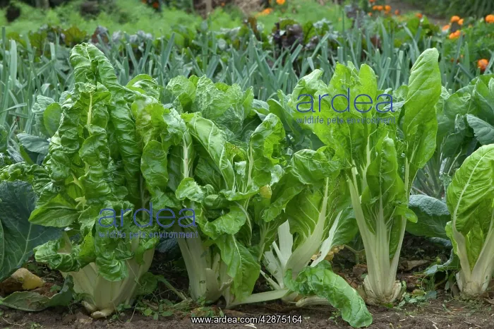 : Chard growing in Allotment / Vegetable Garden / : Chard growing in Allotment / Vegetable Garden /