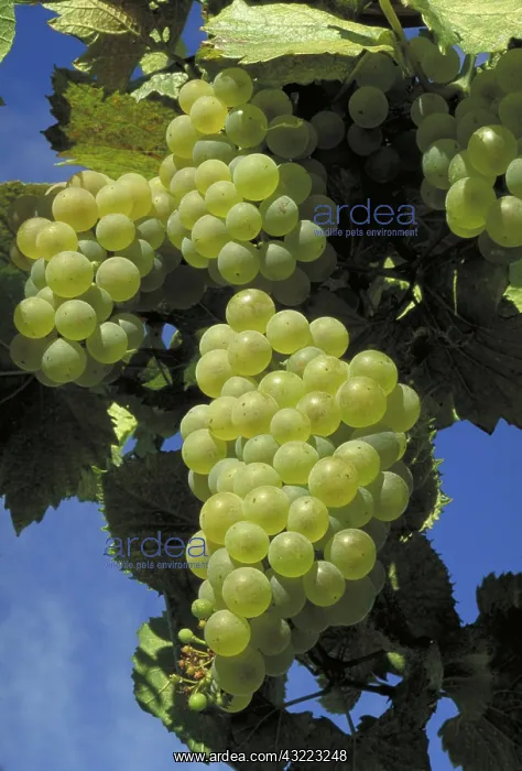 : Chardonnay wine grapes : Chardonnay wine grapes