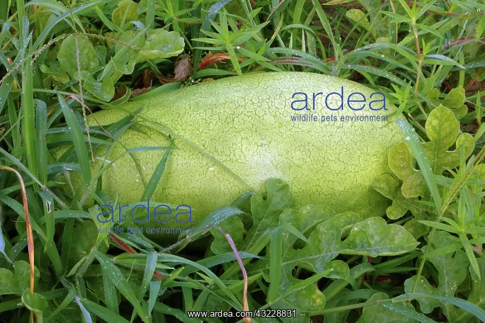 : Charleston Gray Watermelon : Charleston Gray Watermelon