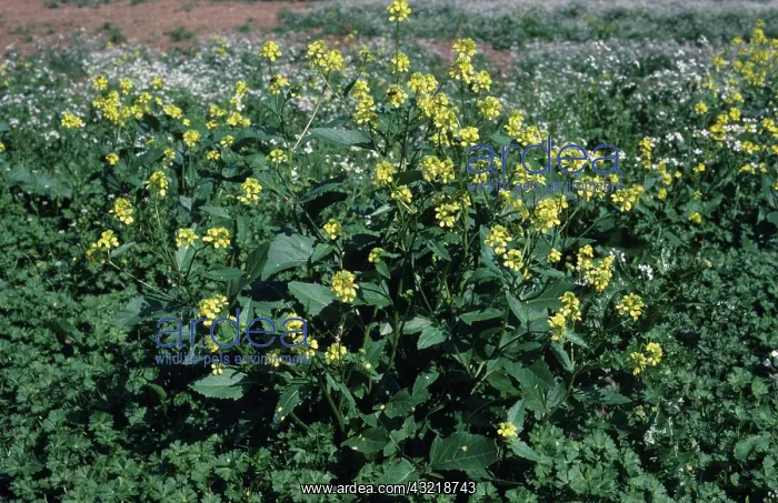 : Charlock in Flower : Charlock in Flower