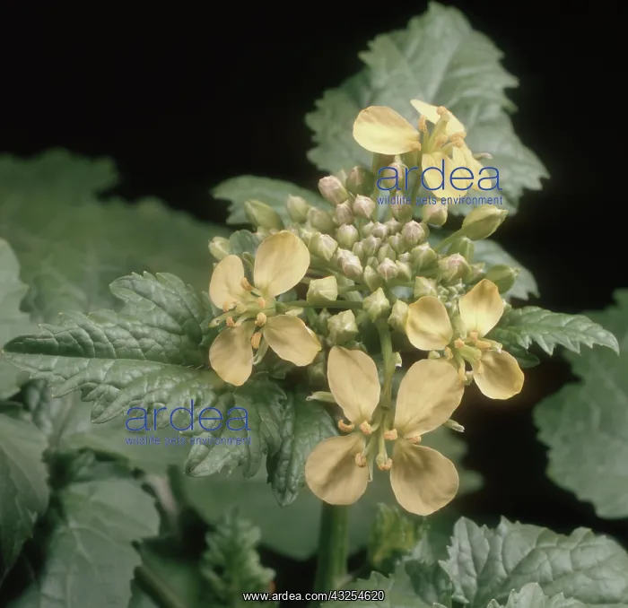 : Charlock in Flower : Charlock in Flower