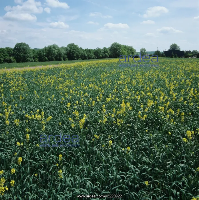: Charlock (Sinapis arvensis) weeds in wheat : Charlock (Sinapis arvensis) weeds in wheat