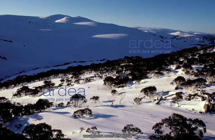 : CharlotteIs Pass in winter. Kosciuszko National : CharlotteIs Pass in winter. Kosciuszko National