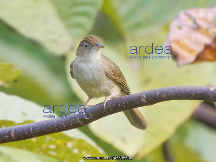 : Charlottes Bulbul Iole charlottae Sabah, Malaysi : Charlottes Bulbul Iole charlottae Sabah, Malaysi