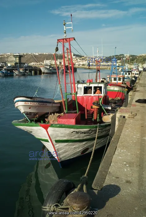 : Charming fishing port at Nazare : Charming fishing port at Nazare
