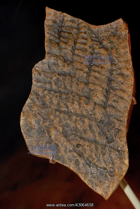 : Charnia Fossil : Charnia Fossil