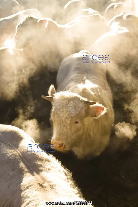 : Charolais Bull-calves fattening in a box in winter France : Charolais Bull-calves fattening in a box in winter France