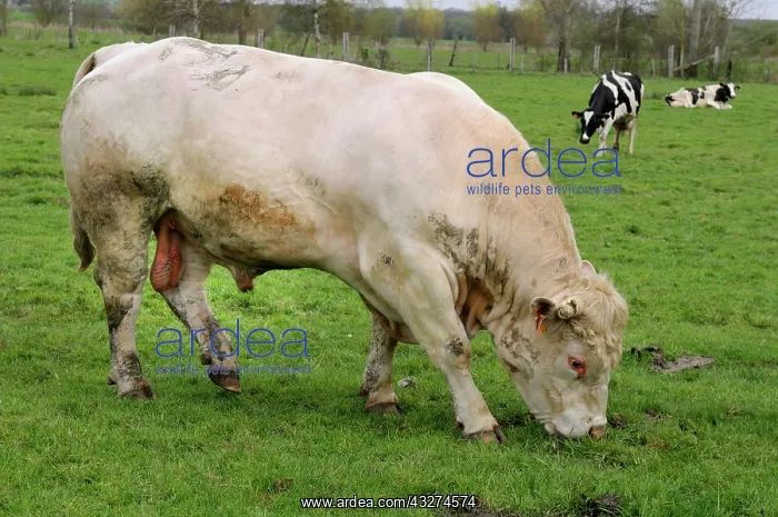 : Charolais bull grazing in the meadow - Vosges du Nord France : Charolais bull grazing in the meadow - Vosges du Nord France