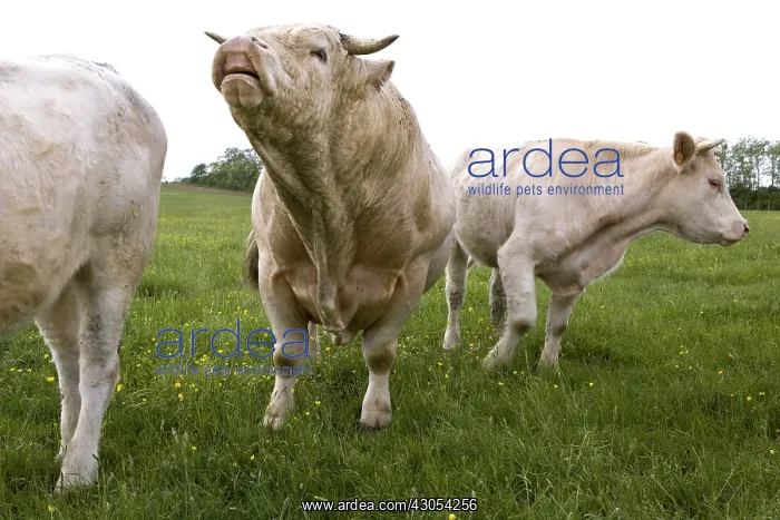 : Charolais bull sniffing urine of a cow Burgundy France : Charolais bull sniffing urine of a cow Burgundy France