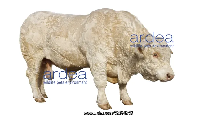 : Charolais bull side view studio : Charolais bull side view studio