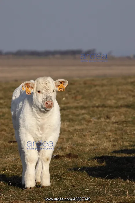 : A Charolais calf in a meadow France : A Charolais calf in a meadow France