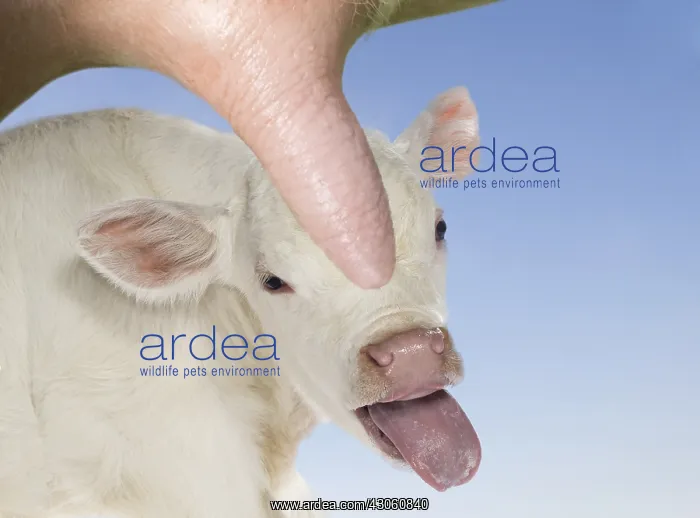 : Charolais calf sticking its tongue out behind a cow udder : Charolais calf sticking its tongue out behind a cow udder