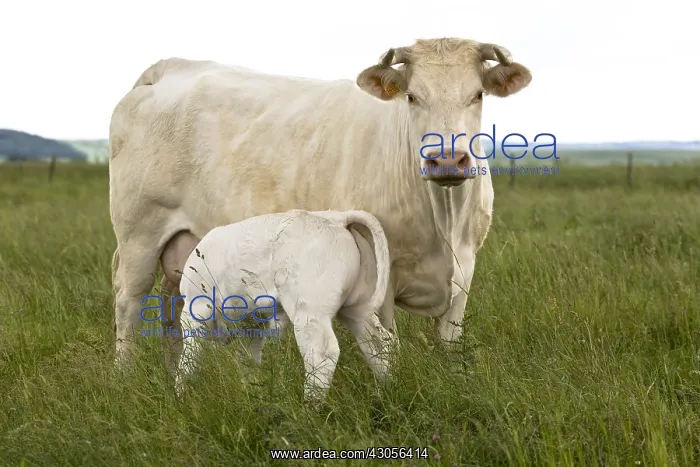 : Charolais Calf sucking her mother in the meadow : Charolais Calf sucking her mother in the meadow
