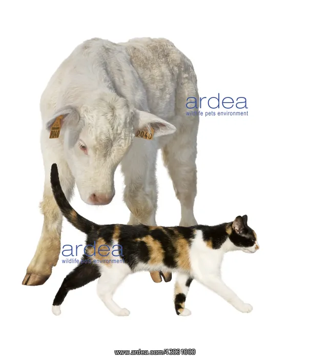 : Charolais calf watching a Cat passing in front of him : Charolais calf watching a Cat passing in front of him
